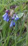 Mertensia sp.
