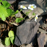 Woods Strawberry