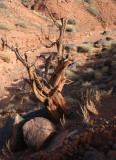 Juniper Snag