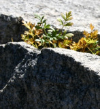 Carrot in a Crevice