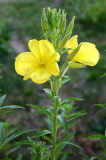 Evening-Primrose--My July 4 Fireworks!