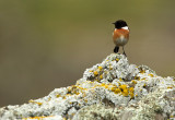 Stonechat - Saxicola torquata
