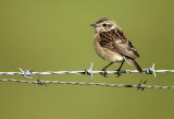 Stonechat - Saxicola torquata