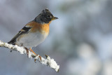Brambling - Fringilla montifringilla