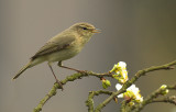 Chiffchaff - Phylloscopus collybita
