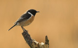 Stonechat - Saxicola torquata