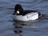 Goldeneye, Hogganfield Loch, Glasgow