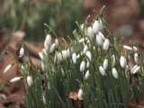 Snowdrop, Loch Lomond NNR
