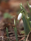 Snowdrop, Loch Lomond NNR