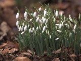 Snowdrop, Loch Lomond NNR