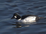 Goldeneye(male), Hogganfield Loch, Clyde