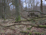 Gartfairn Woods, Loch Lomond NNR