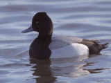 Lesser Scaup, Hogganfield Loch, Glasgow