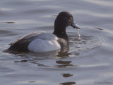 Lesser Scaup, Hogganfield Loch, Glasgow