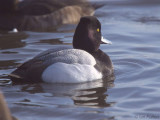 Lesser Scaup, Hogganfield Loch, Glasgow