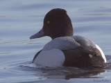 Lesser Scaup, Hogganfield Loch, Glasgow