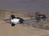 Goldeneye, Callander, Forth