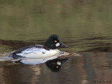 Goldeneye, Callander, Forth