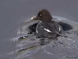 Goldeneye, Callander, Forth