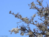 Lichen on an old crab apple tree, Loch Lomond NNR