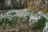 Snowdrops, Loch Lomond NNR