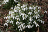 Snowdrops, Loch Lomond NNR