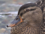 Mallard, Sallochy Bay-Loch Lomond, Clyde