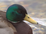Mallard, Sallochy Bay-Loch Lomond, Clyde