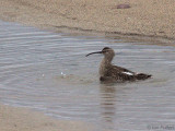 Whimbrel, Balcomie Beach, Fife