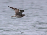 Whimbrel, Balcomie Beach, Fife