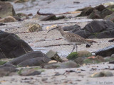 Whimbrel, Balcomie Beach, Fife