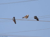 Red-footed Falcon, Dalyan, Turkey