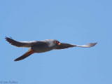 Red-footed Falcon, Dalyan, Turkey