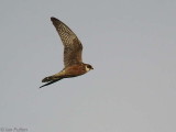 Red-footed Falcon, Dalyan, Turkey