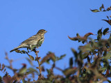 Corn Bunting, Dalyan, Turkey