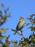 Corn Bunting, Dalyan, Turkey