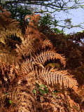 Autumn colours at Balmaha, Loch Lomond