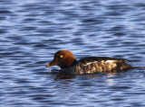 Goldeneye (female), Hogganfield Loch, Glasgow