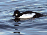 Goldeneye, Hogganfield Loch, Glasgow