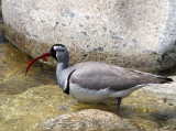 Ibisbill, Paro River, Bhutan