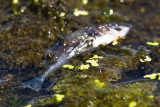 Aug 23 08 Portland Wildlife Pond-20.jpg