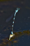 Aug 23 08 Portland Wildlife Pond-31.jpg