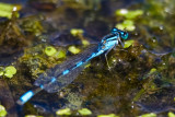 Aug 23 08 Portland Wildlife Pond-84.jpg