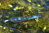 Aug 23 08 Portland Wildlife Pond-91.jpg