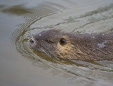 Dec 10 07 1D Mk III Wildlife-111.jpg