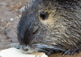 Dec 11 07 1D Mk III Wildlife-9.jpg