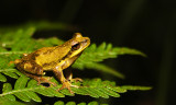 Litoria revelata - Tamborine
