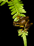 Litoria revelata - dark camouflage