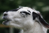 Lama
