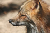 Rotfuchs / red fox